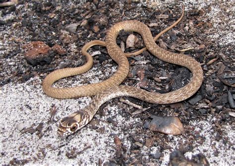 juvenile whip snake.